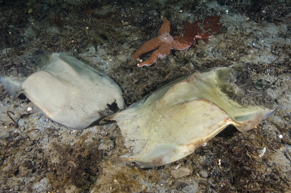 Shark Egg Case Pictures Ray Egg Capsule Images Photographs Of